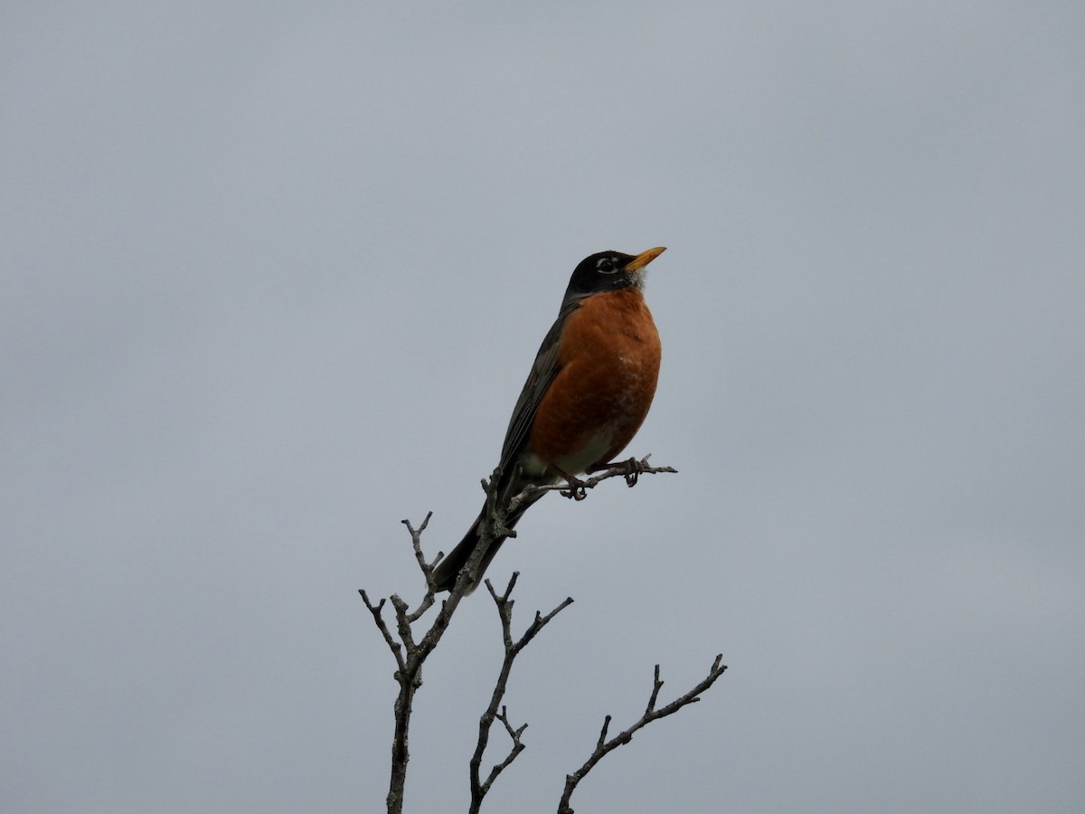 American Robin - ML618825252