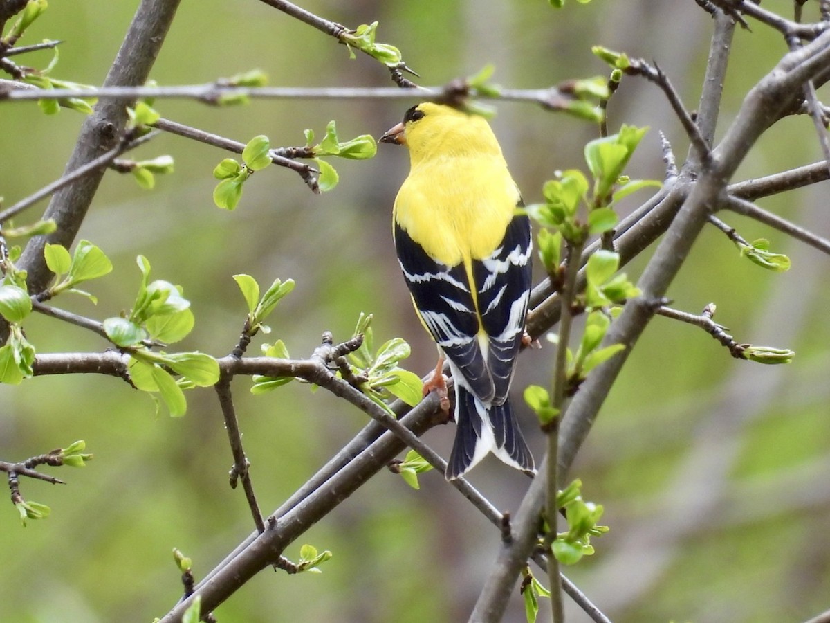 American Goldfinch - Deb Diane