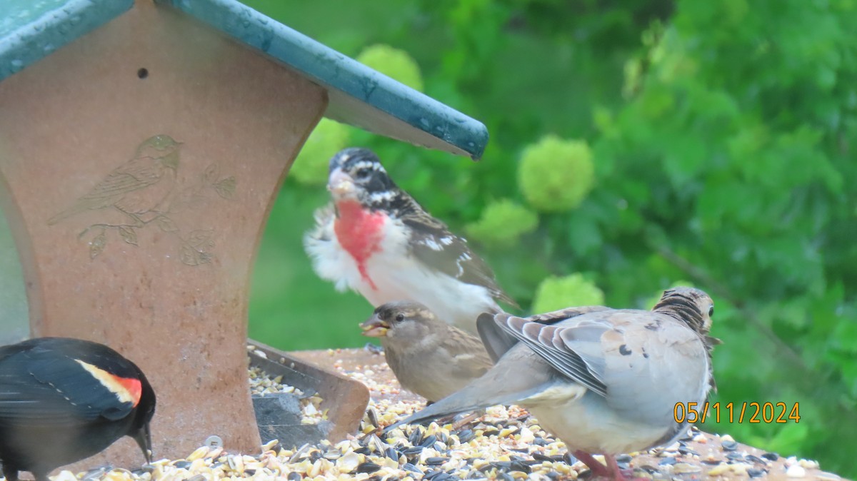 Rose-breasted Grosbeak - ML618825301