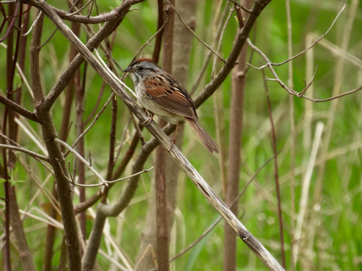 Swamp Sparrow - Deb Diane