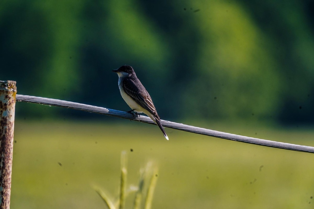 Eastern Kingbird - Calvin Rees