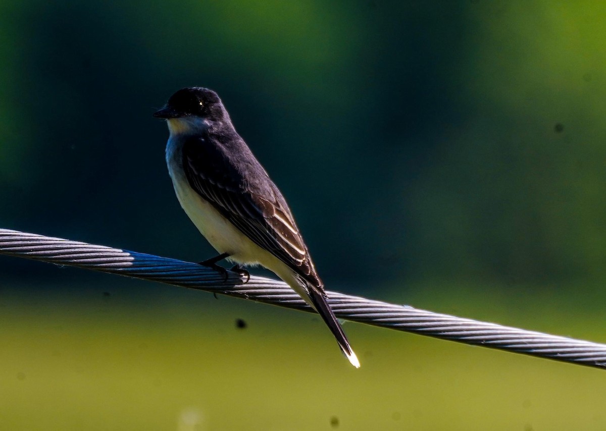 Eastern Kingbird - Calvin Rees