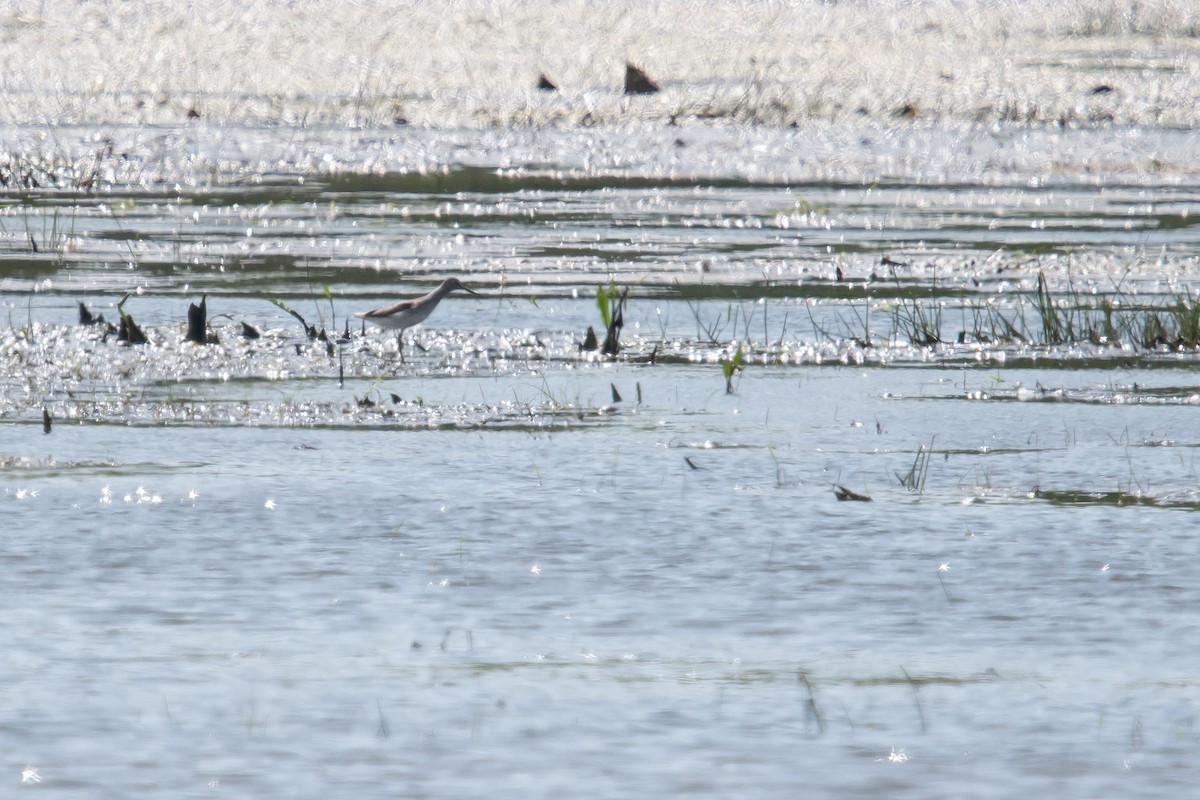 Common Greenshank - David Campbell