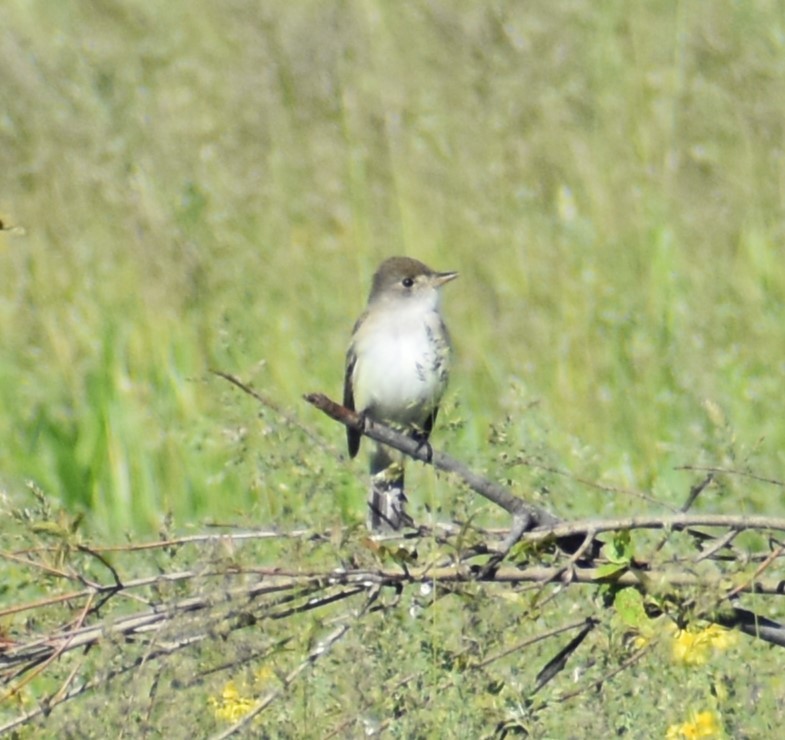 Willow Flycatcher - Luis Munoz