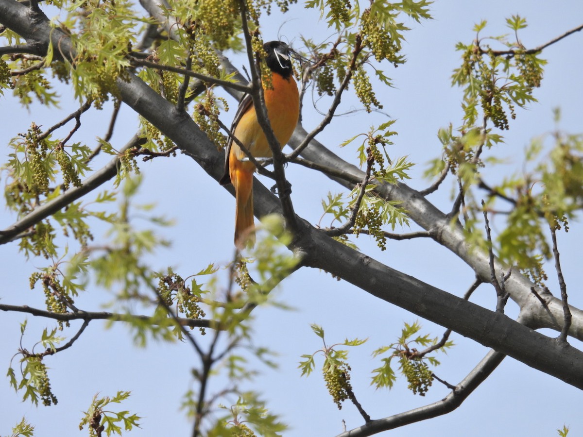 Baltimore Oriole - Deb Diane