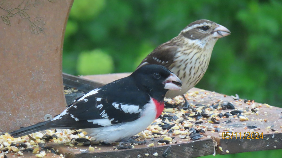 Rose-breasted Grosbeak - ML618825320