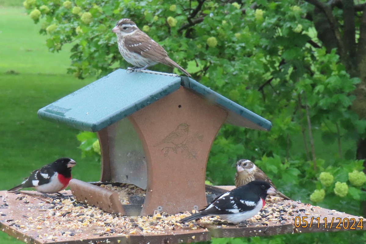 Rose-breasted Grosbeak - ML618825328