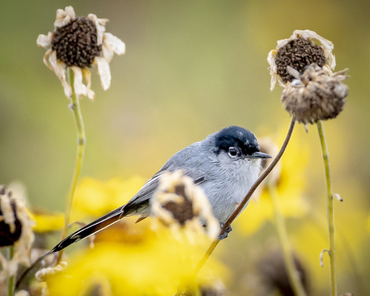 California Gnatcatcher - James Kendall