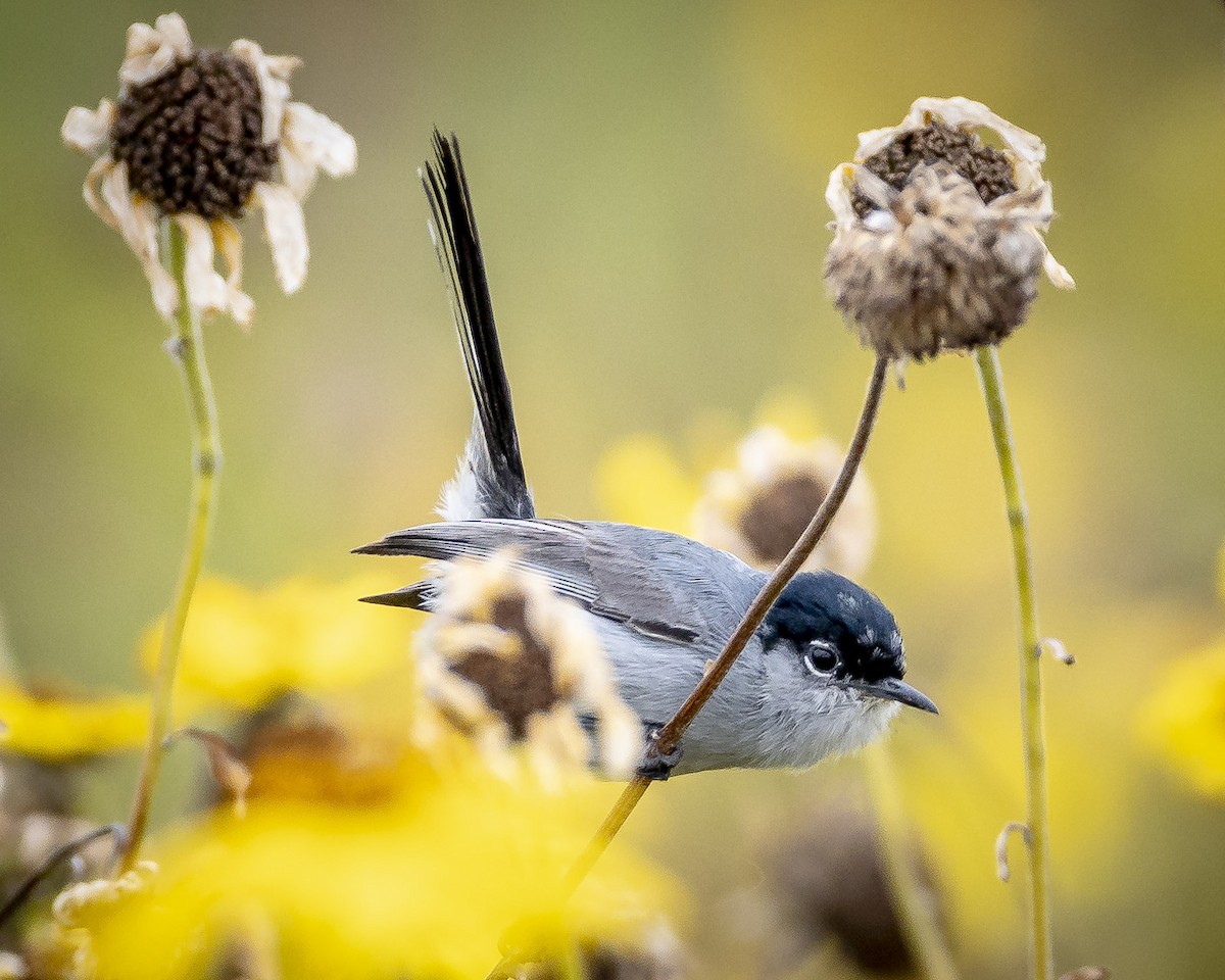 California Gnatcatcher - James Kendall