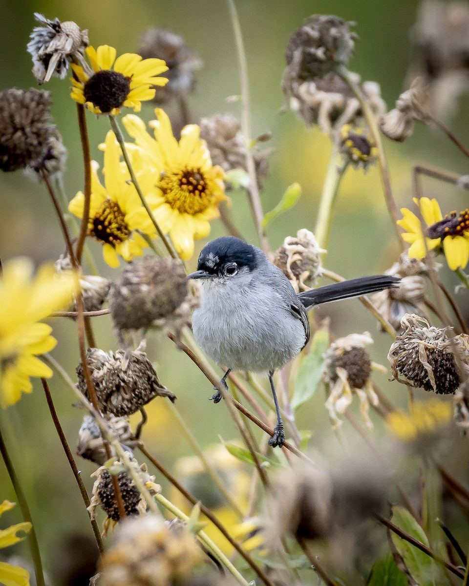 California Gnatcatcher - James Kendall