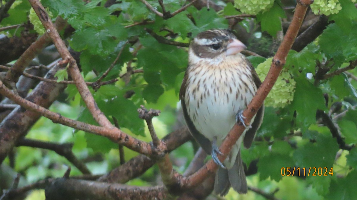 Rose-breasted Grosbeak - ML618825339