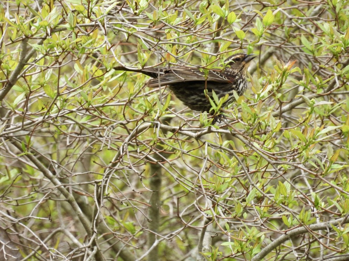 Red-winged Blackbird - Deb Diane