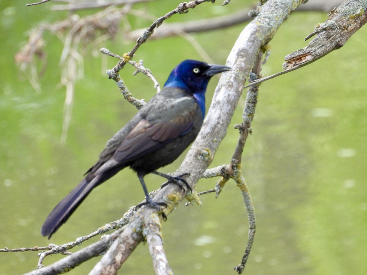 Common Grackle - ML618825358