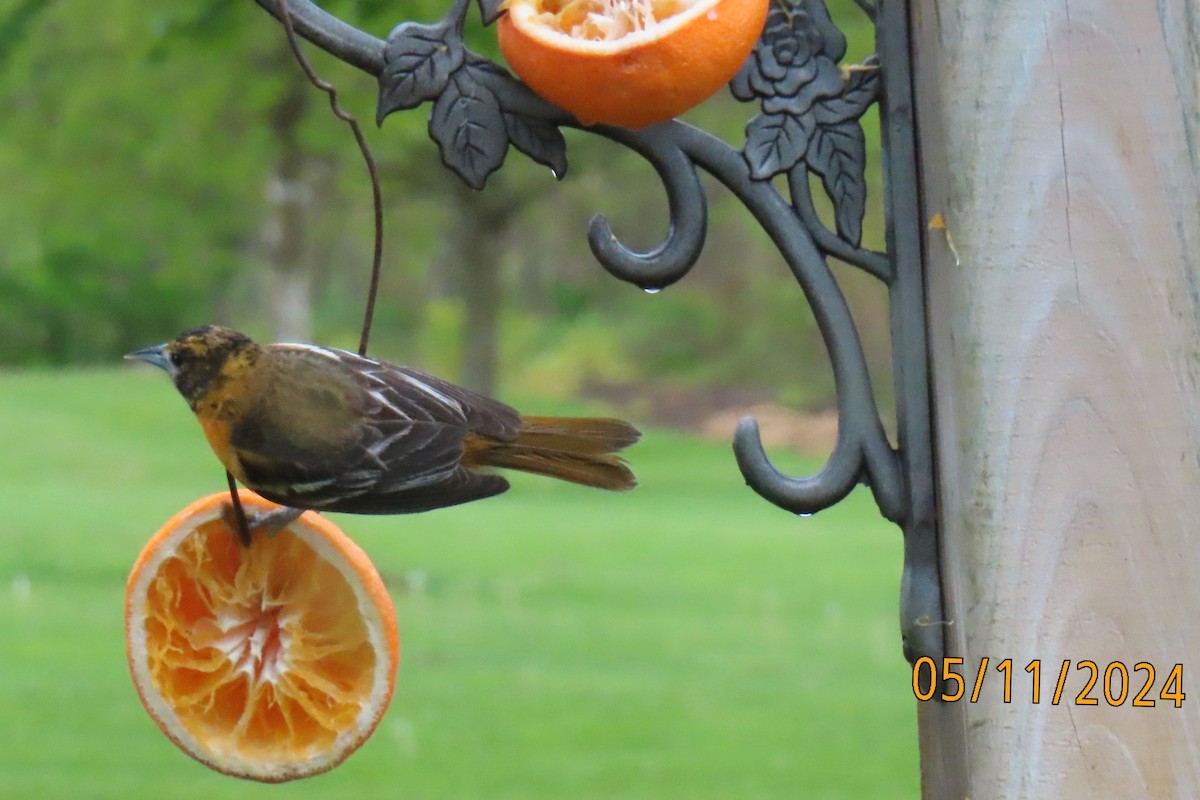 Baltimore Oriole - ML618825381