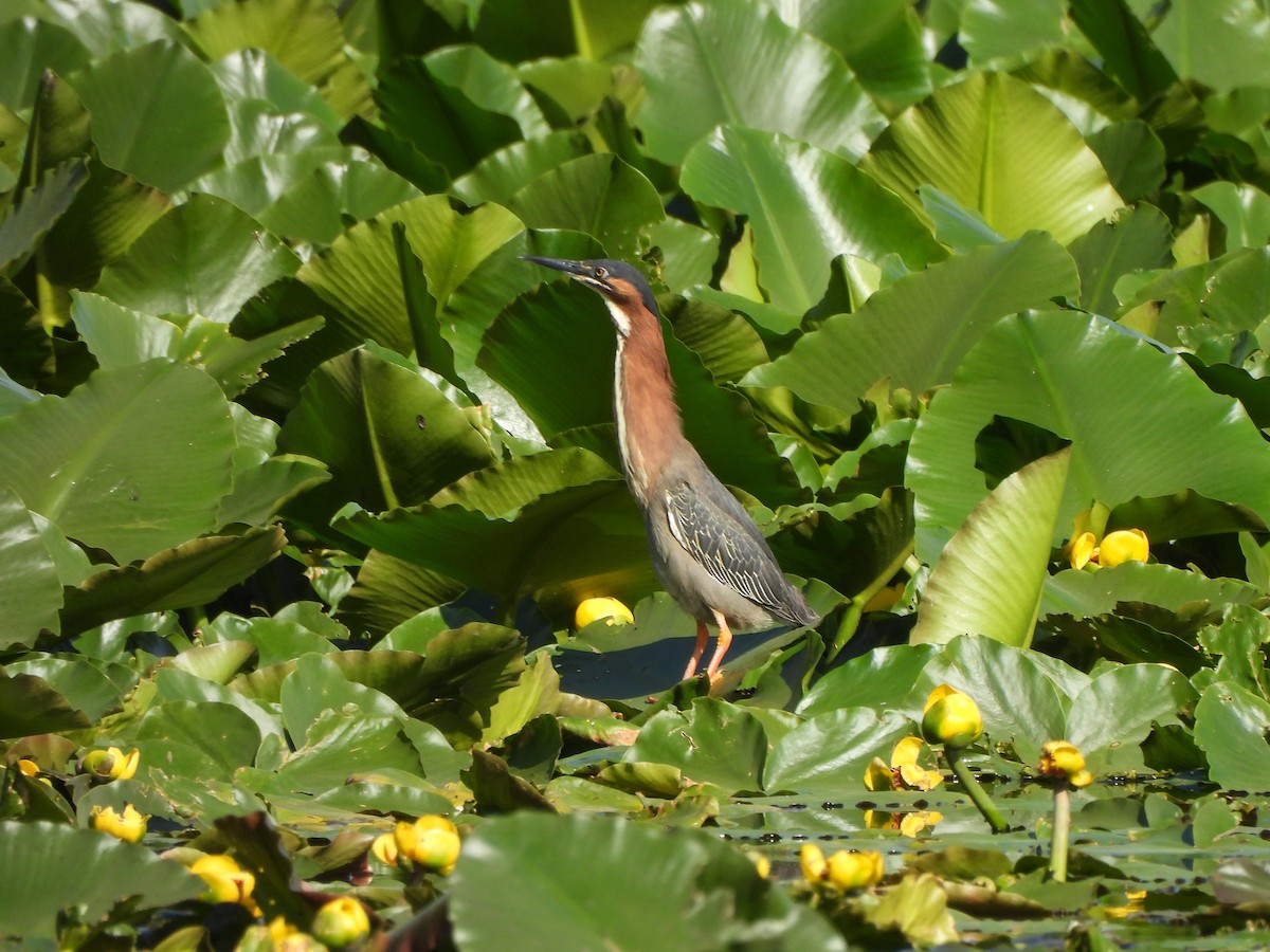 Green Heron - Enrico Konig