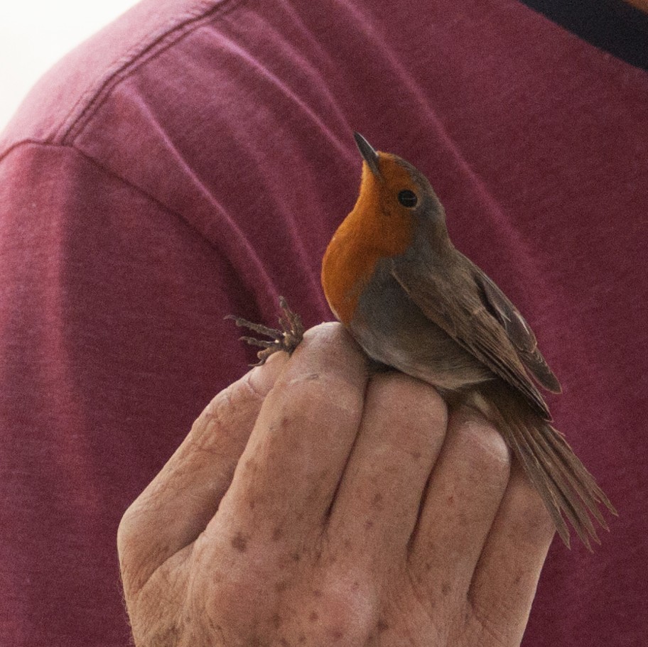 European Robin - ML618825386