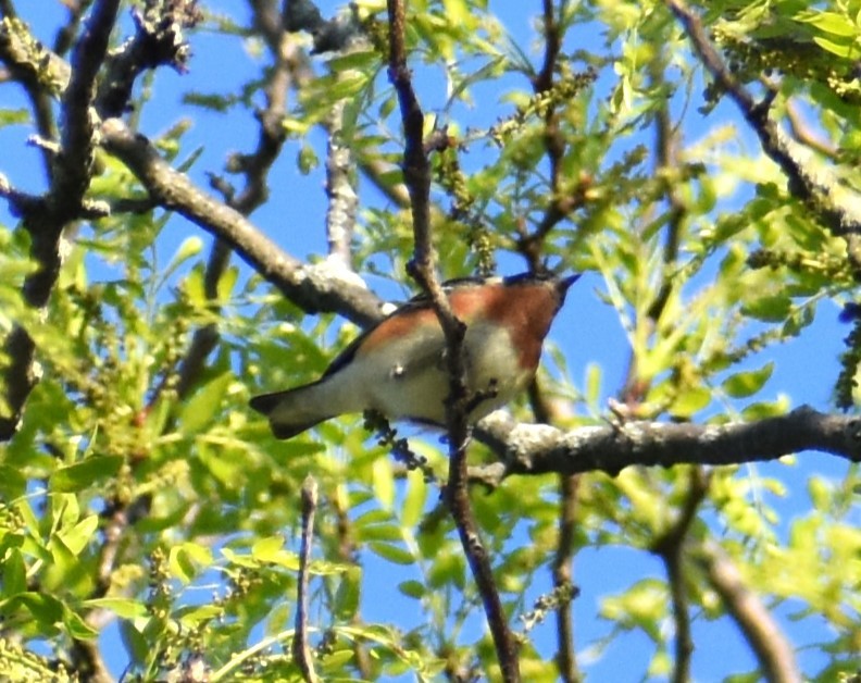 Bay-breasted Warbler - Luis Munoz