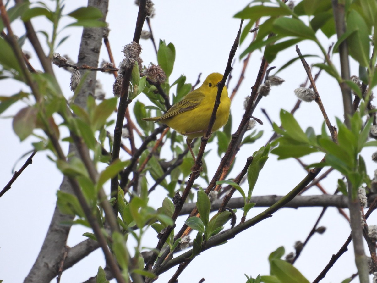 Yellow Warbler - Deb Diane