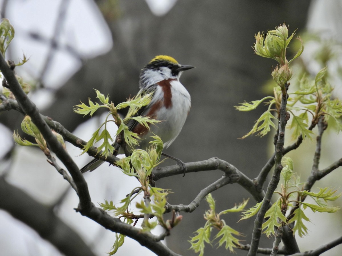 Chestnut-sided Warbler - Deb Diane