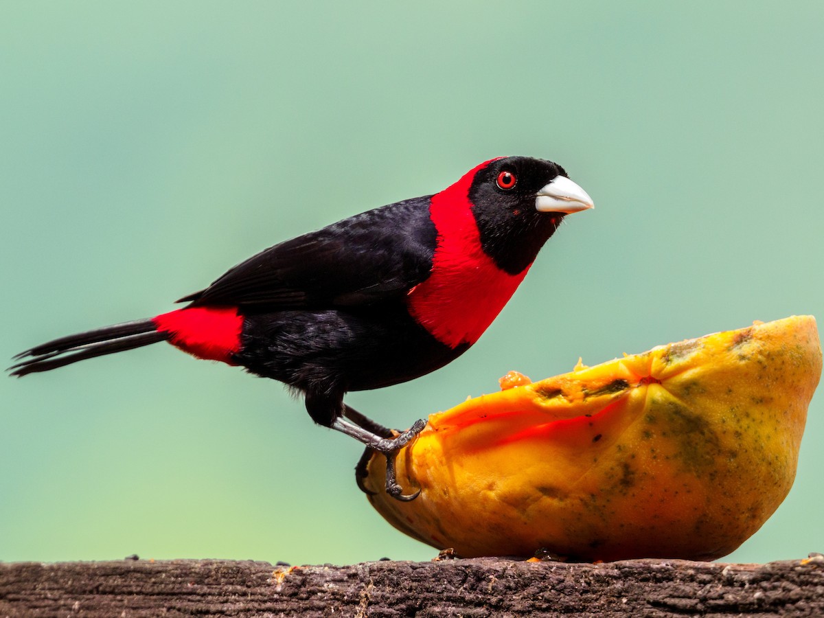 Crimson-collared Tanager - Abe Villanueva