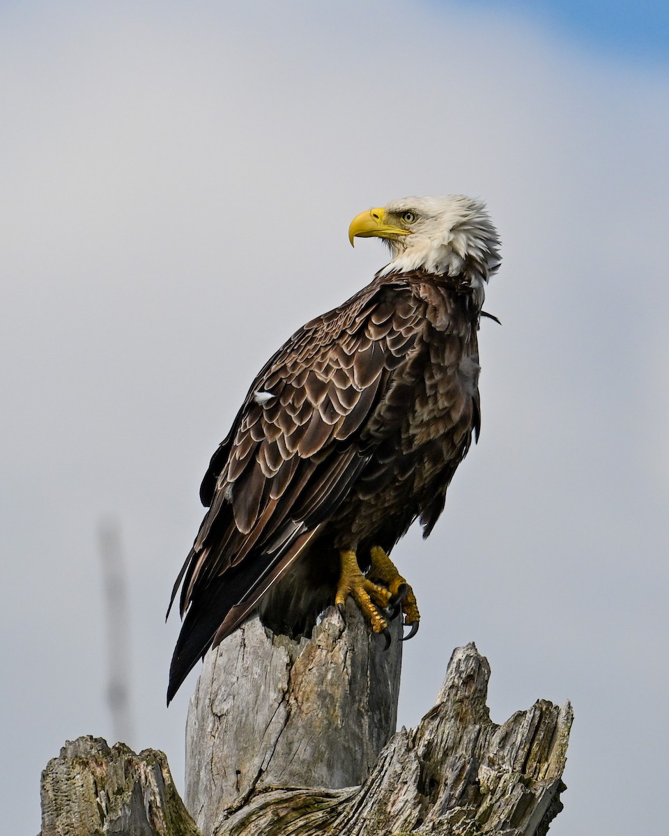 Bald Eagle - Alfred Bowles