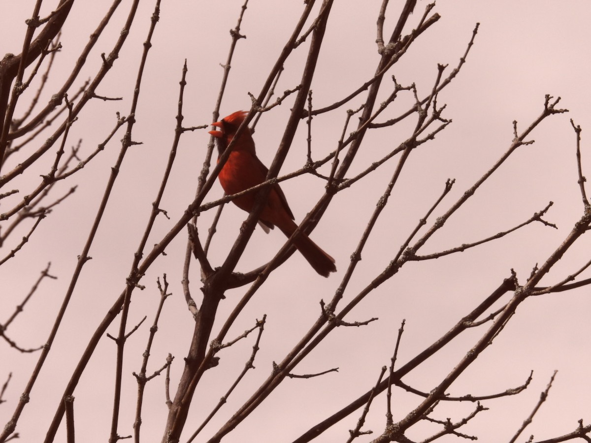 Northern Cardinal - Deb Diane