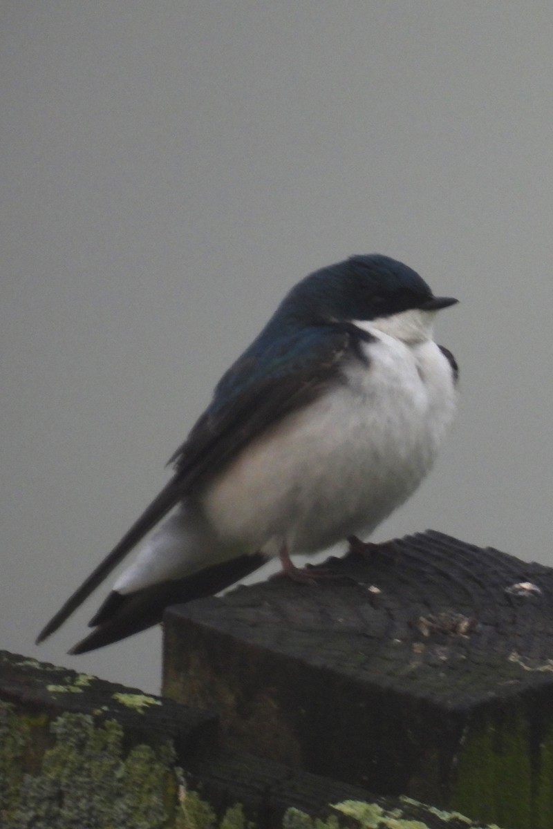 Tree Swallow - Larry Gaugler