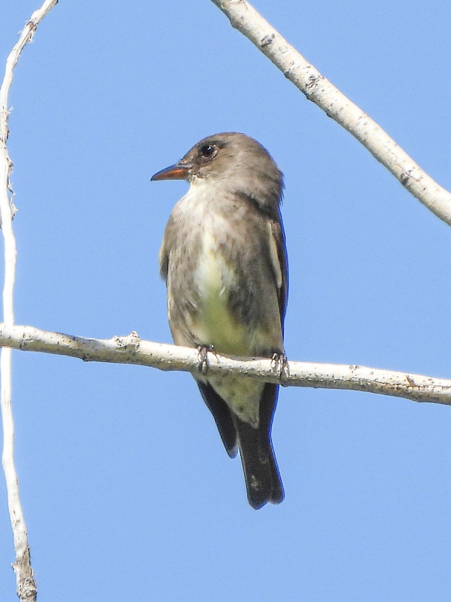 Olive-sided Flycatcher - Tamara Aho