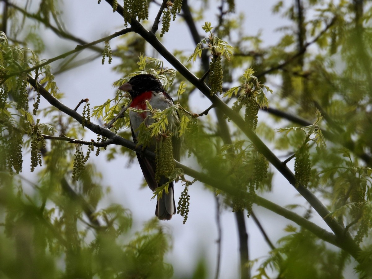 Rose-breasted Grosbeak - Deb Diane