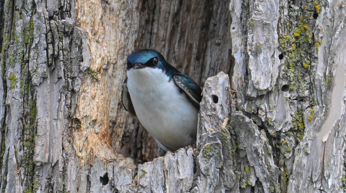 Tree Swallow - Alfred Bowles