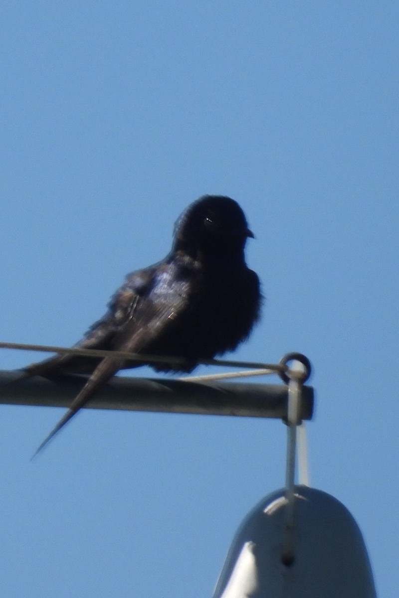 Purple Martin - Larry Gaugler