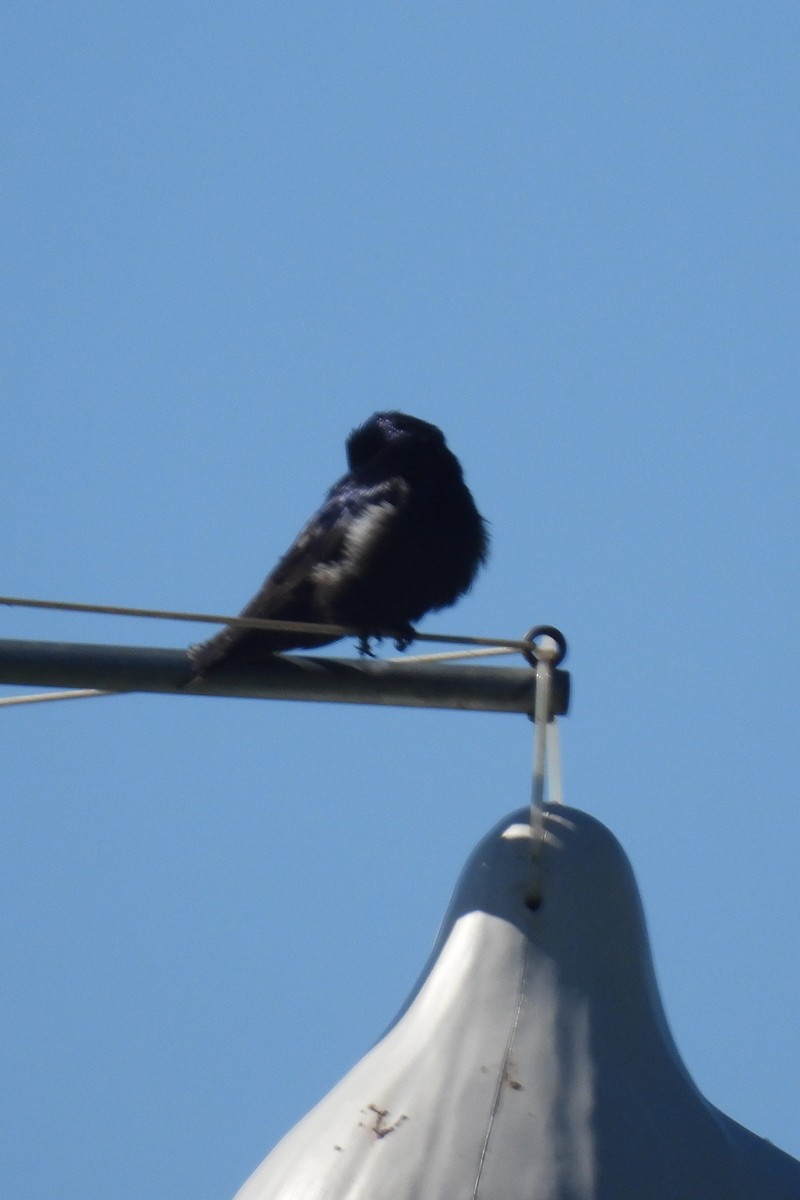 Purple Martin - Larry Gaugler