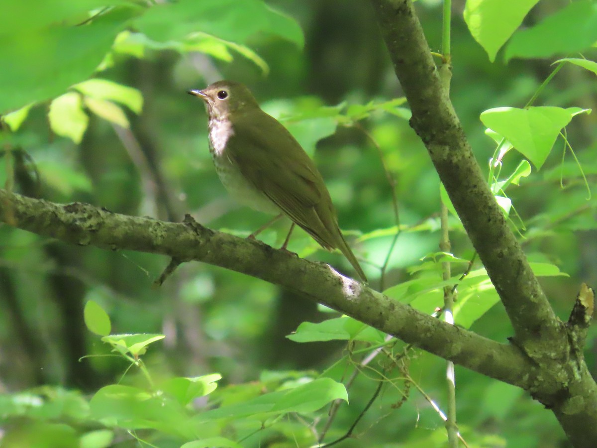 Swainson's Thrush - Susan Wright