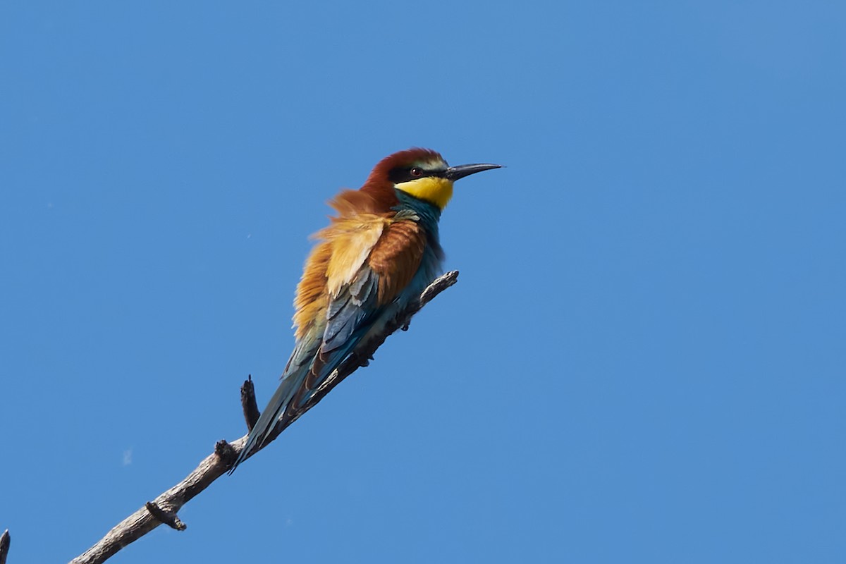 European Bee-eater - Luis Manso