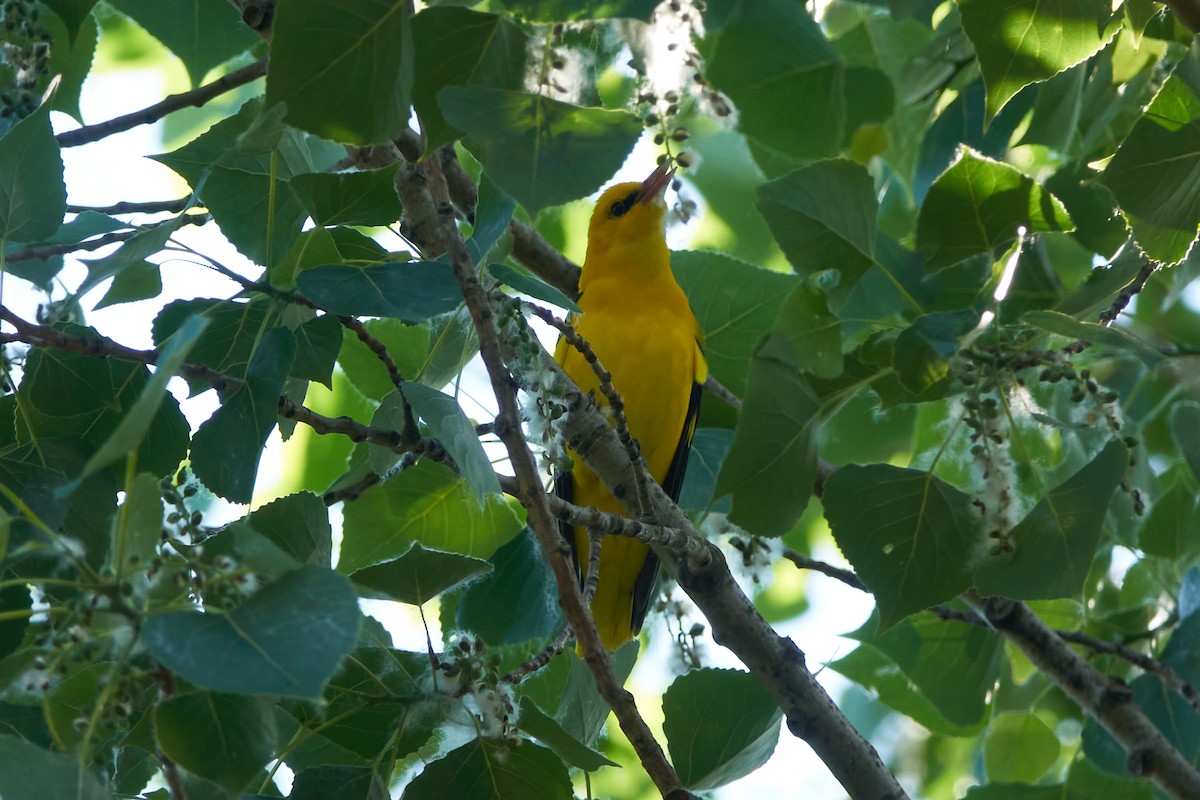 Eurasian Golden Oriole - Luis Manso