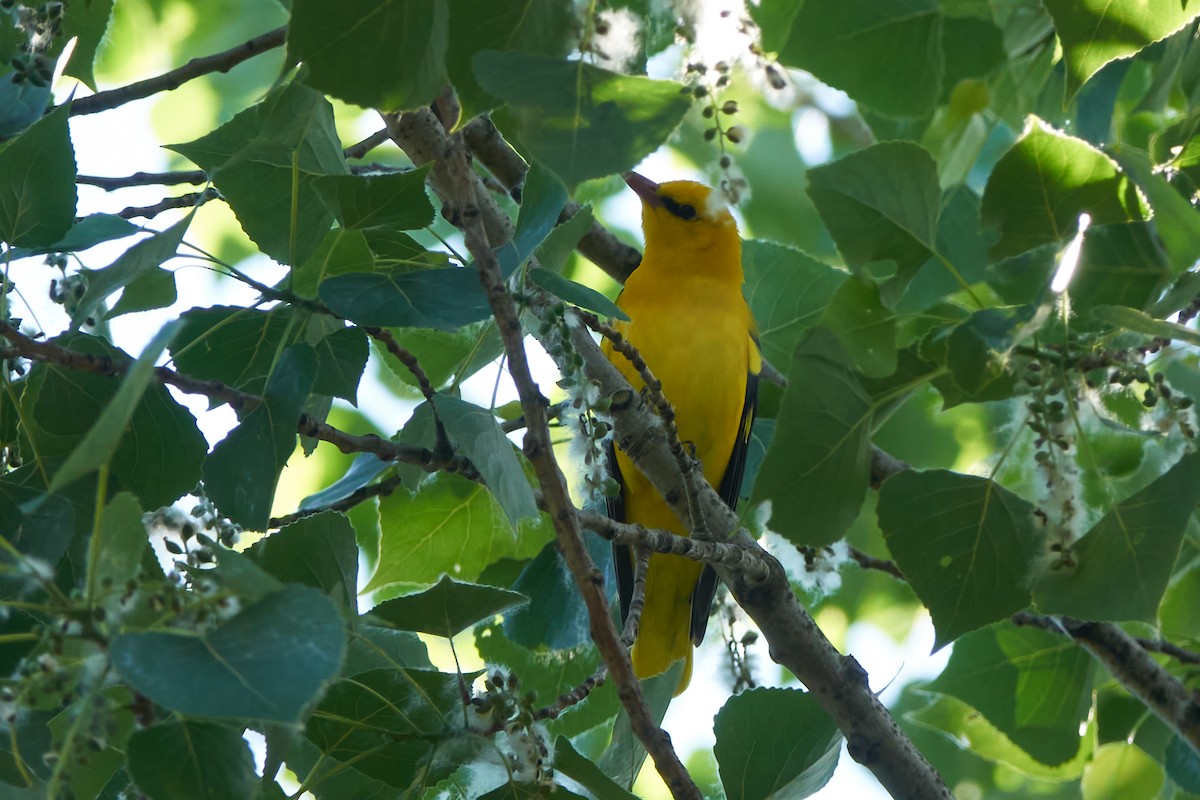 Eurasian Golden Oriole - Luis Manso