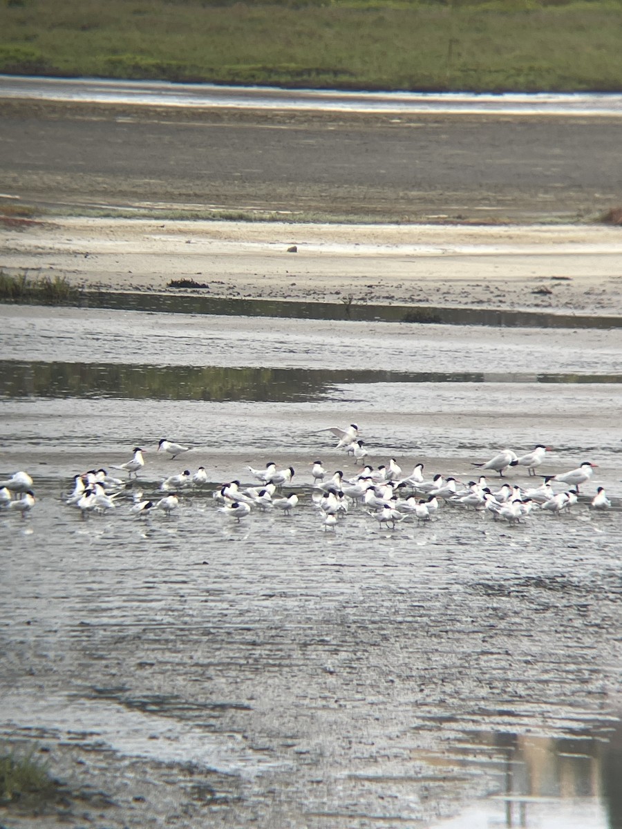 Caspian Tern - Robert Lambert