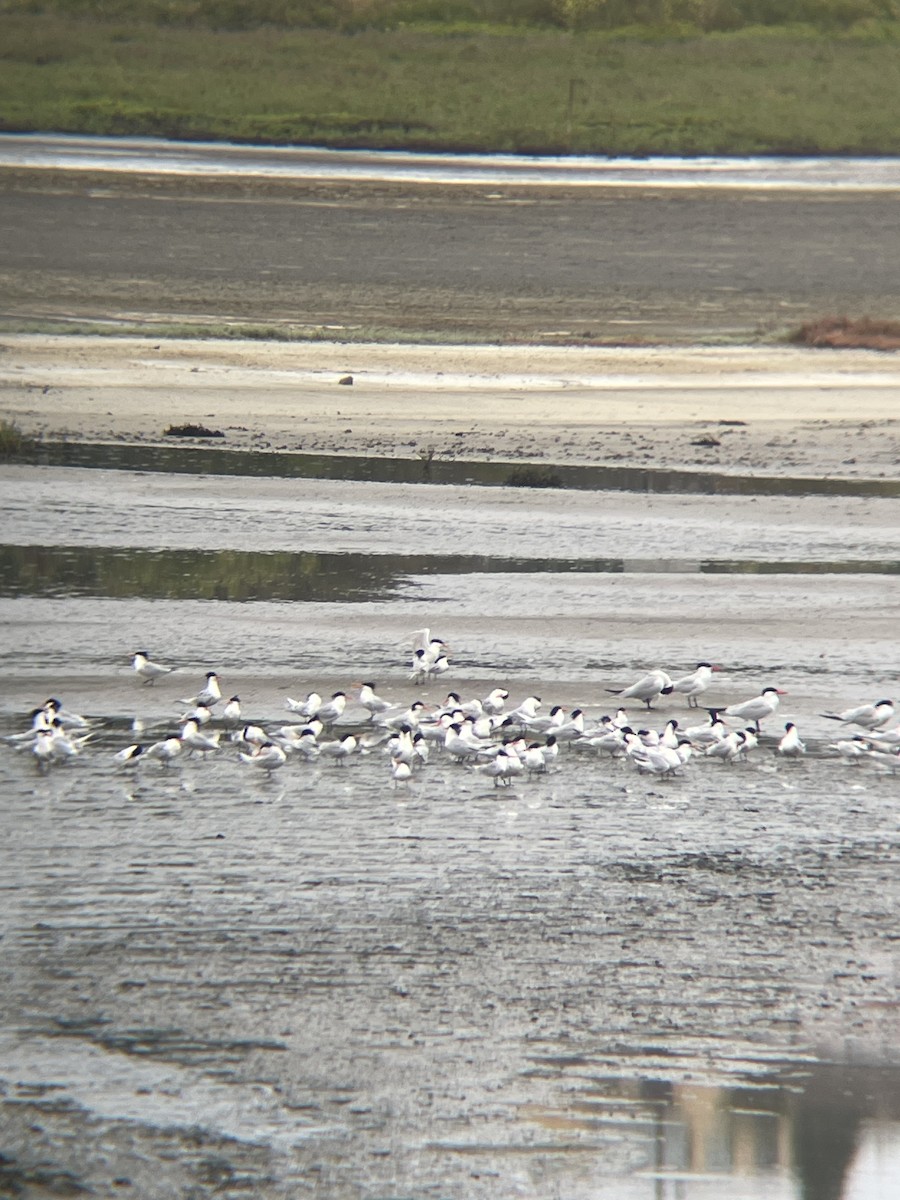 Caspian Tern - Robert Lambert