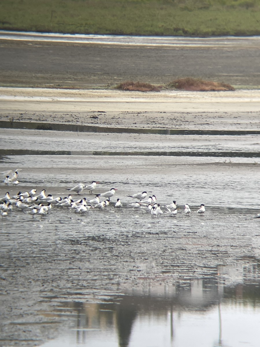 Caspian Tern - Robert Lambert