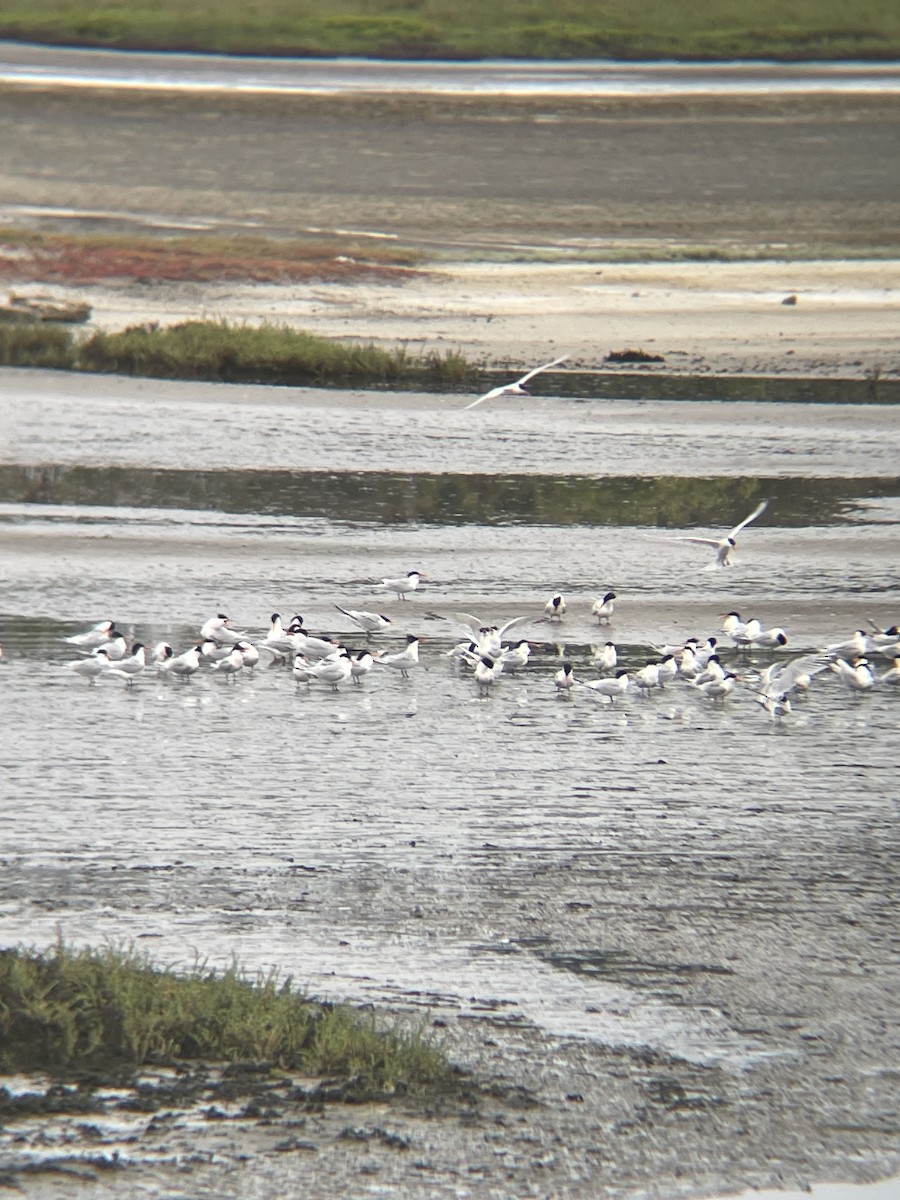 Caspian Tern - Robert Lambert