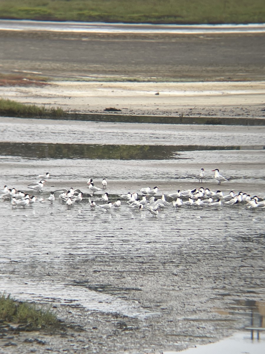 Caspian Tern - Robert Lambert