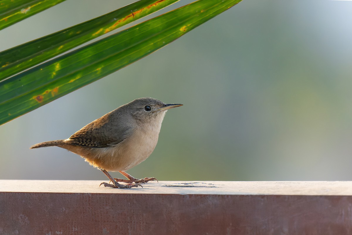 House Wren - Shirley Freyre  Mauny