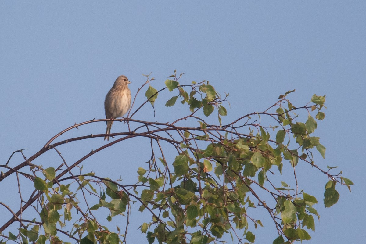 Eurasian Linnet - ML618825507