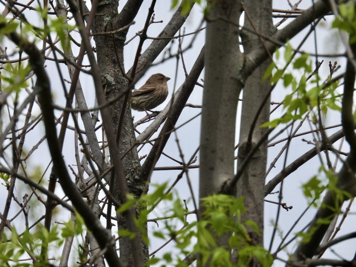 House Finch - ML618825515