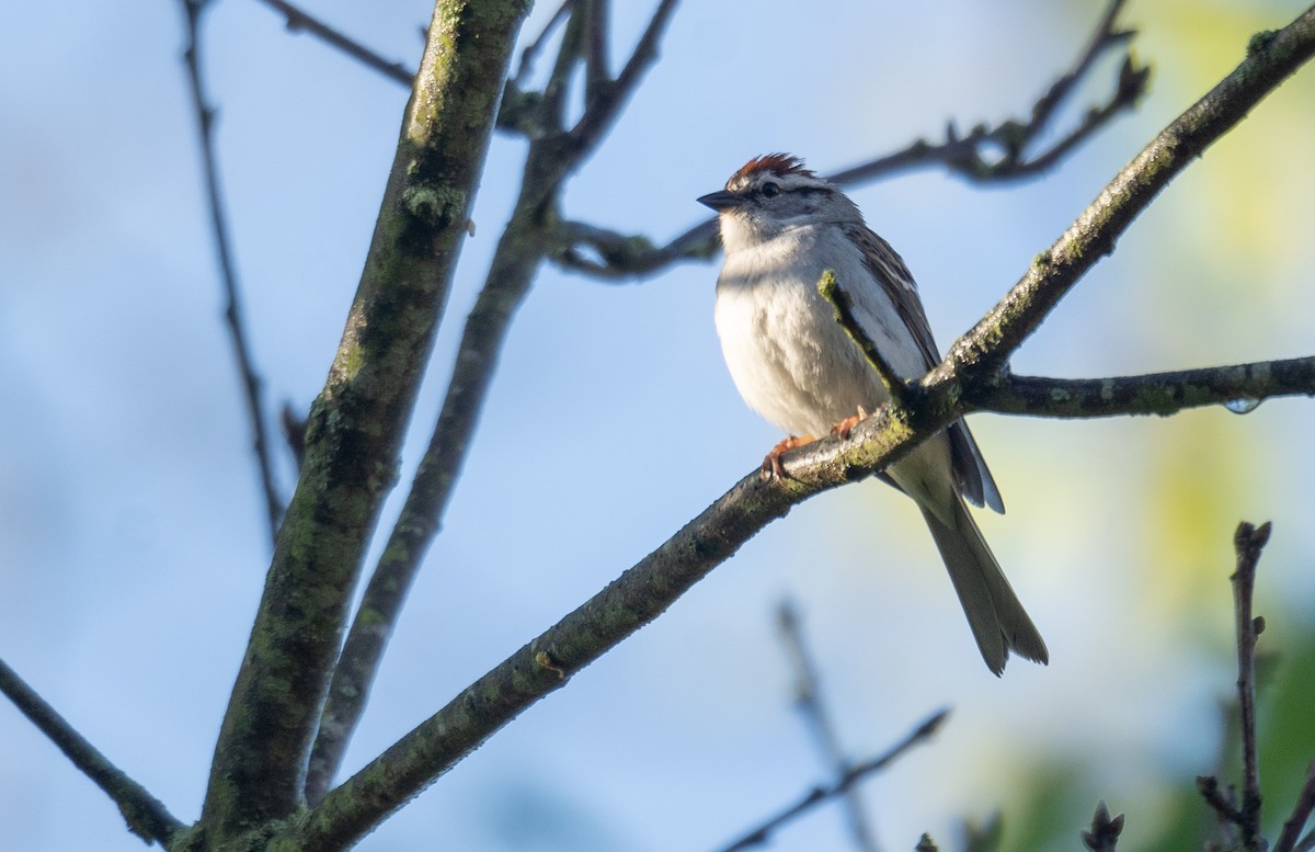 Chipping Sparrow - Kevin Gong