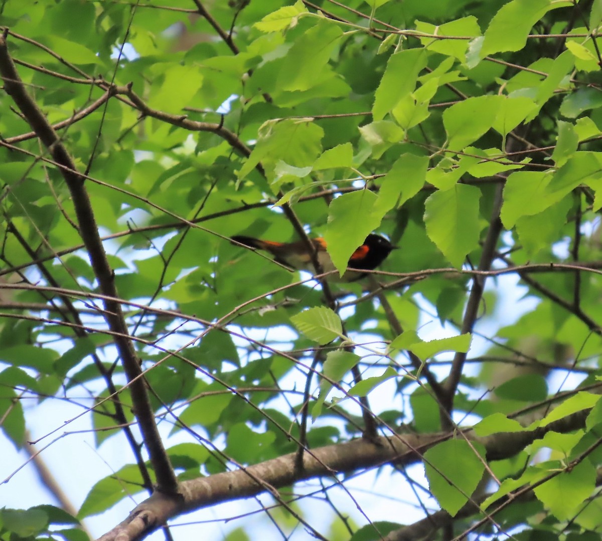 American Redstart - Susan Wright