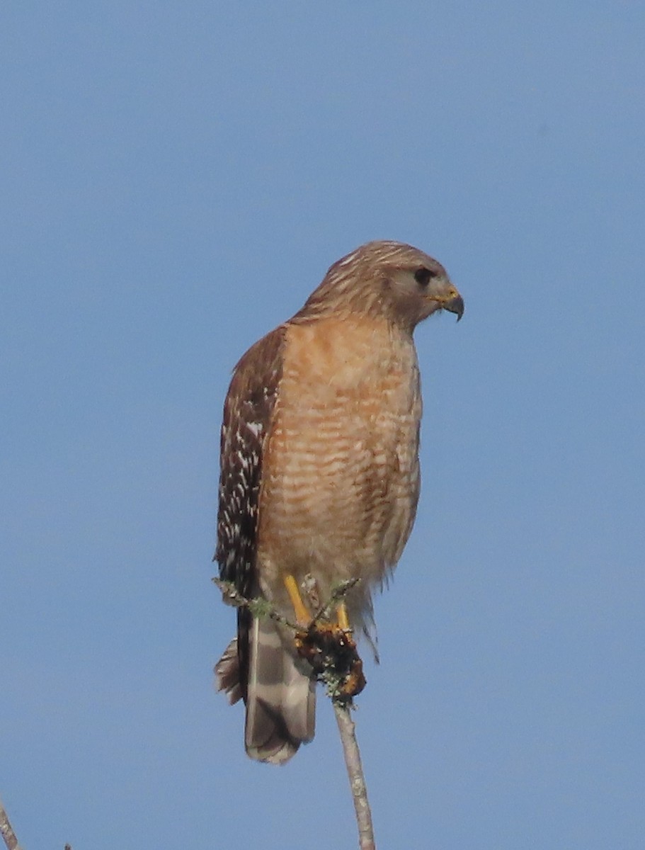 Red-shouldered Hawk (lineatus Group) - Pamela Hunt