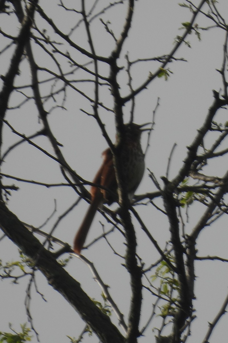 Brown Thrasher - Larry Gaugler