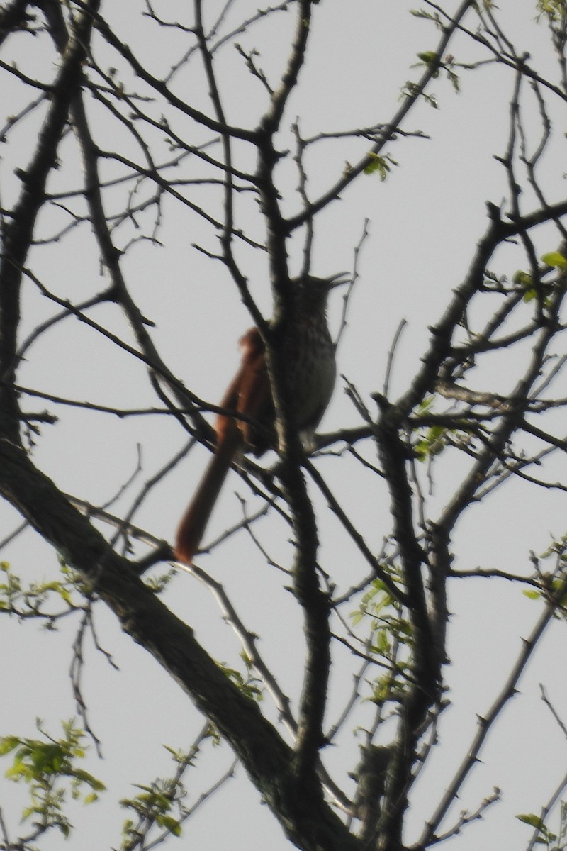 Brown Thrasher - Larry Gaugler