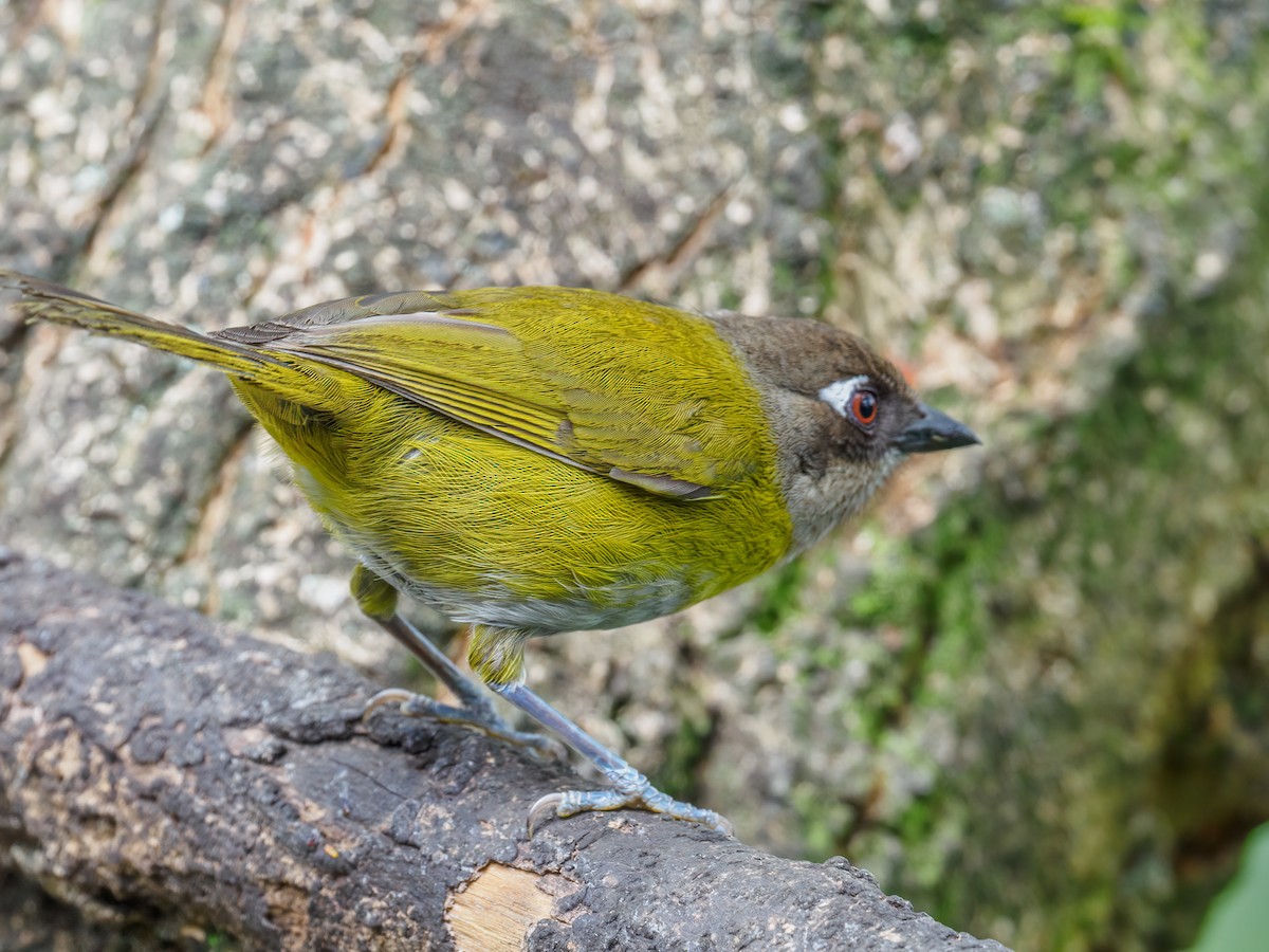 Common Chlorospingus - Abe Villanueva